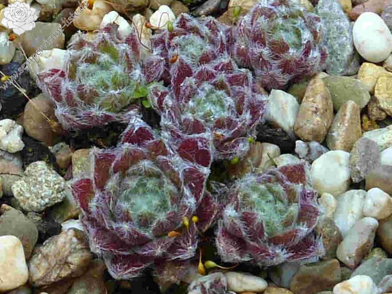 Euphrosina