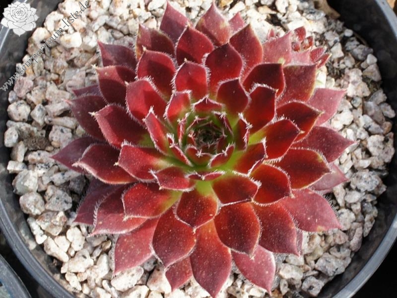 Eusebia