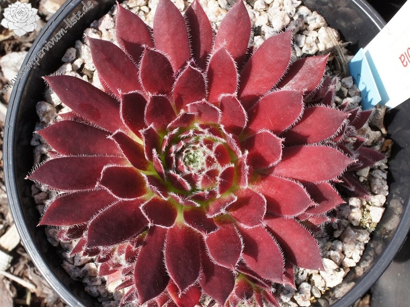 Eusebia