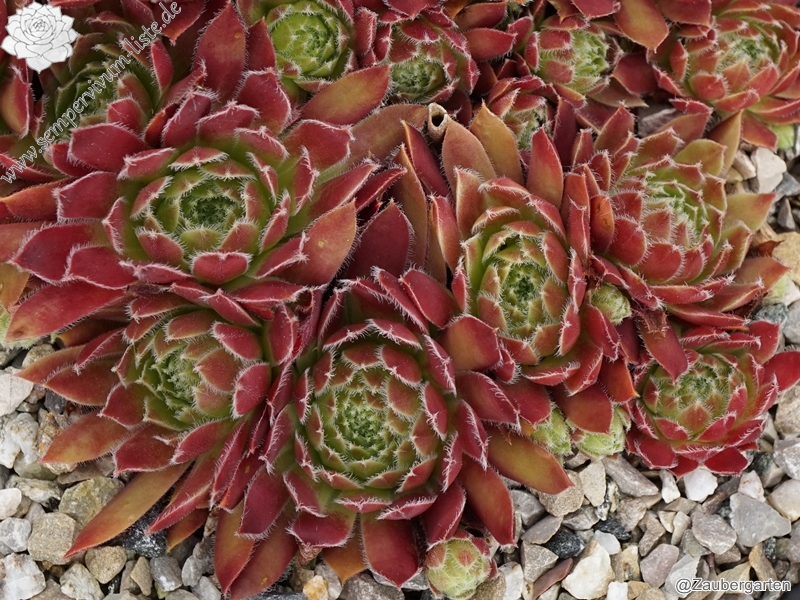 Eusebia