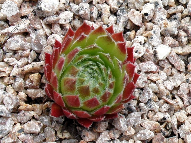 Eusebia