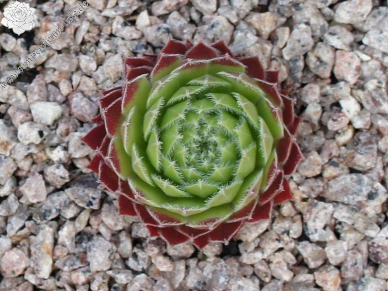 Eusebia