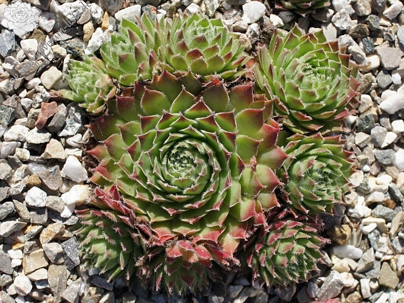 Eusebia