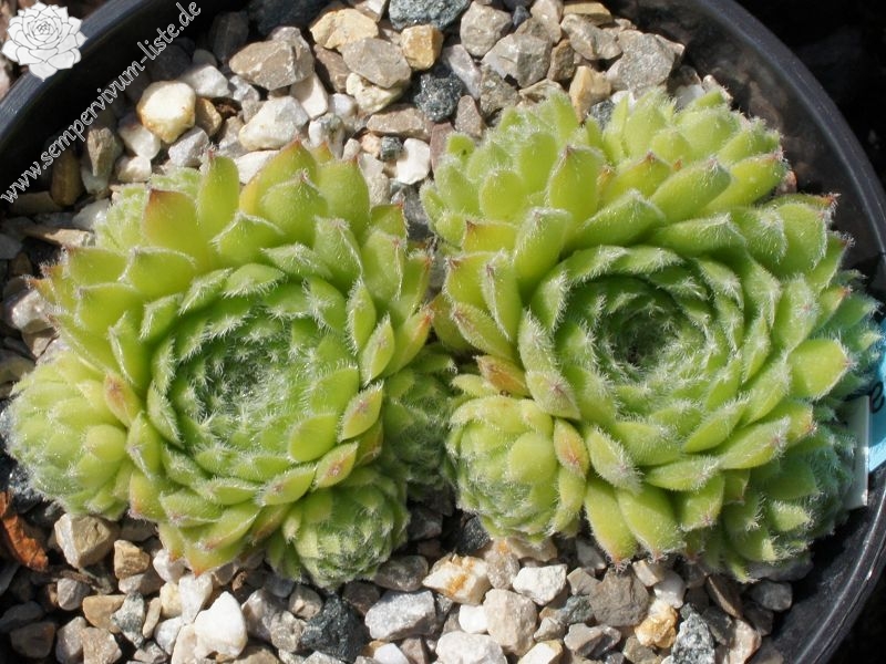 Gloconda