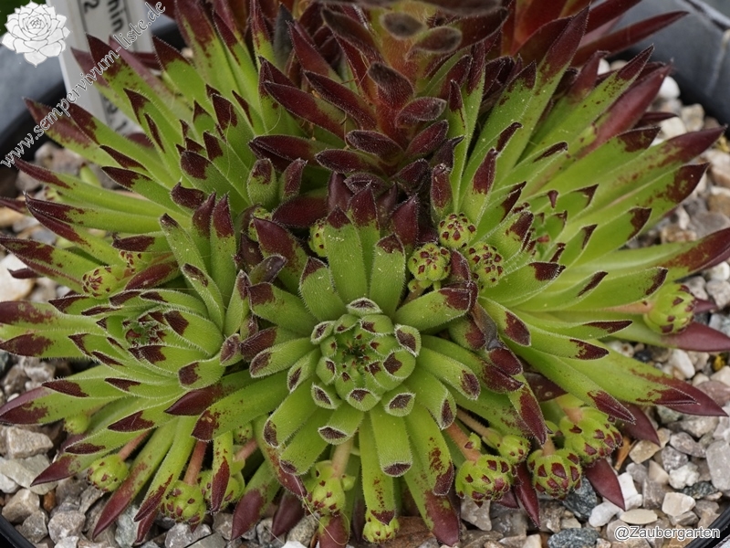 Sea Urchin