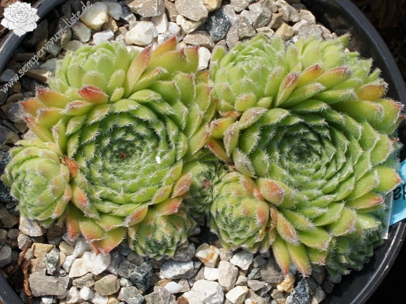 Gloconda