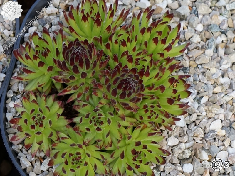 Sea Urchin