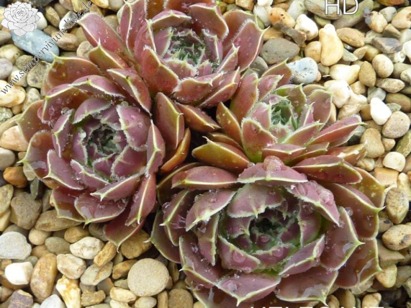 Helegant Lady / Jovi