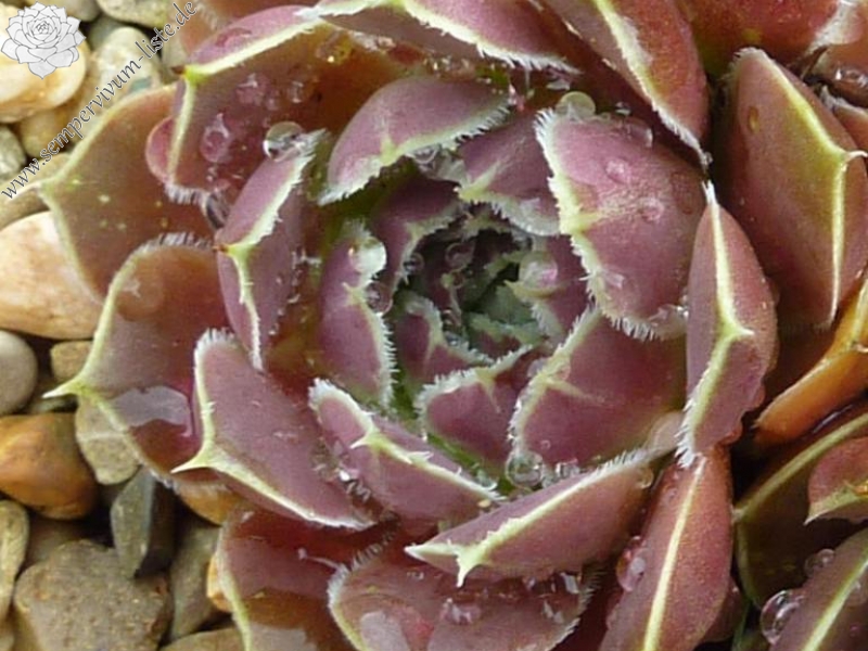 Helegant Lady / Jovi