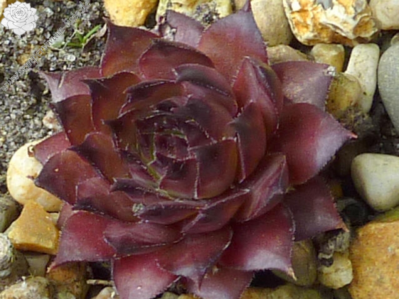 Herbstfeuer