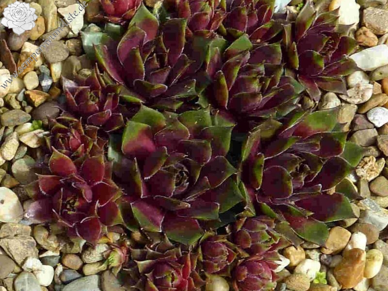 Havendijks Green Tip