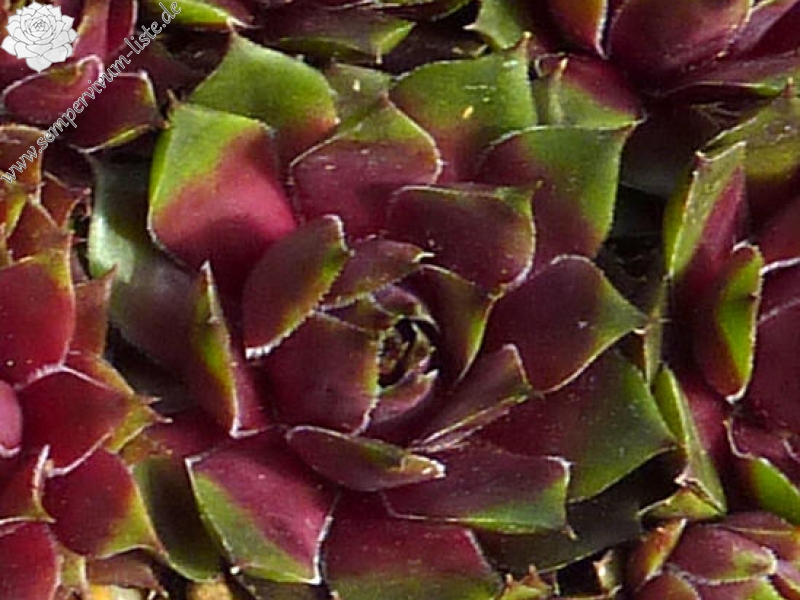 Havendijks Green Tip