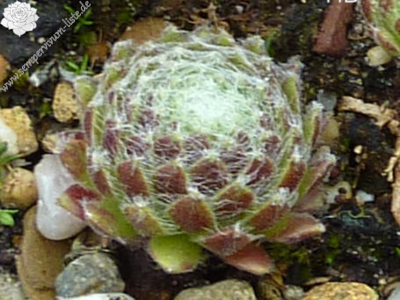 Hieronima