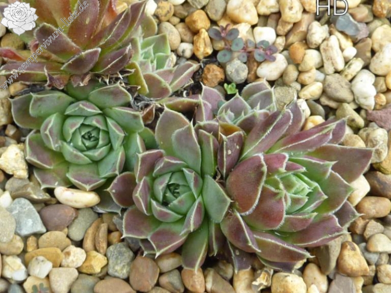 Hvannadalshnjukur / Jovi