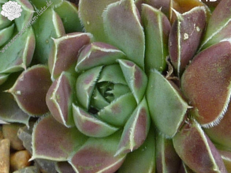 Hvannadalshnjukur / Jovi