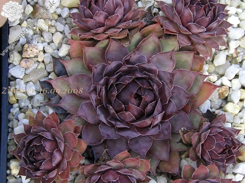 Pacific Purple Shadows