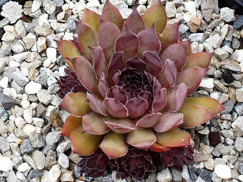 Pacific Purple Shadows
