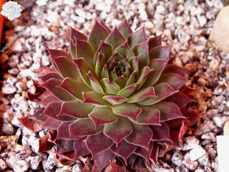 Pacific Evening Star