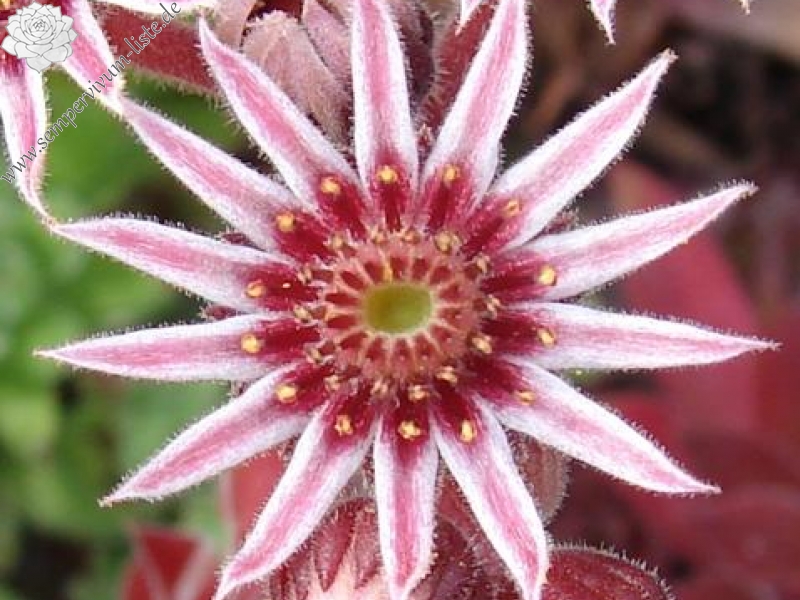 Pacific Evening Star