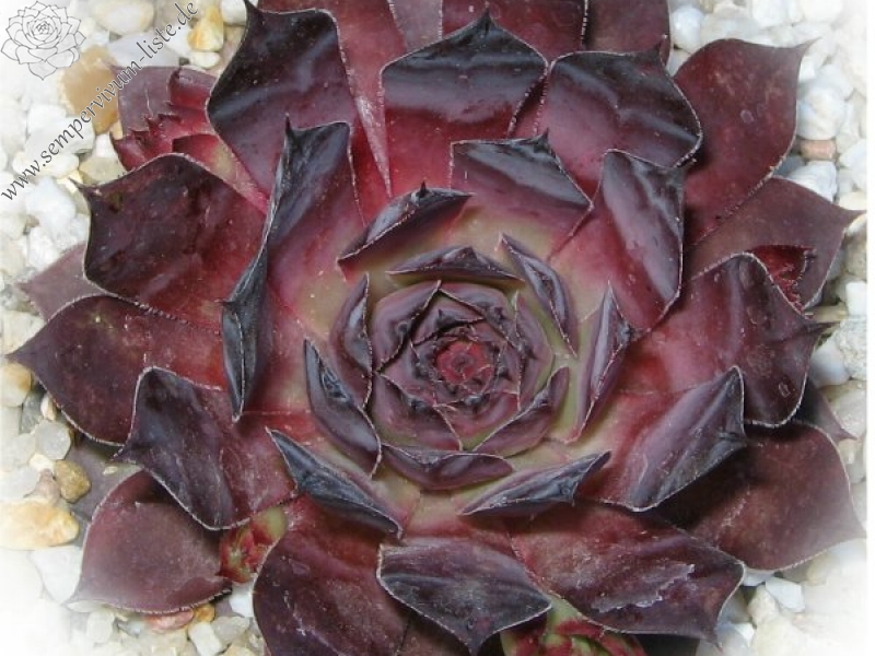 Pacific Purple Shadows
