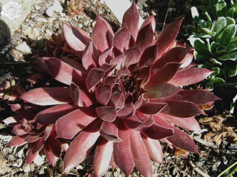 Pacific Evening Star