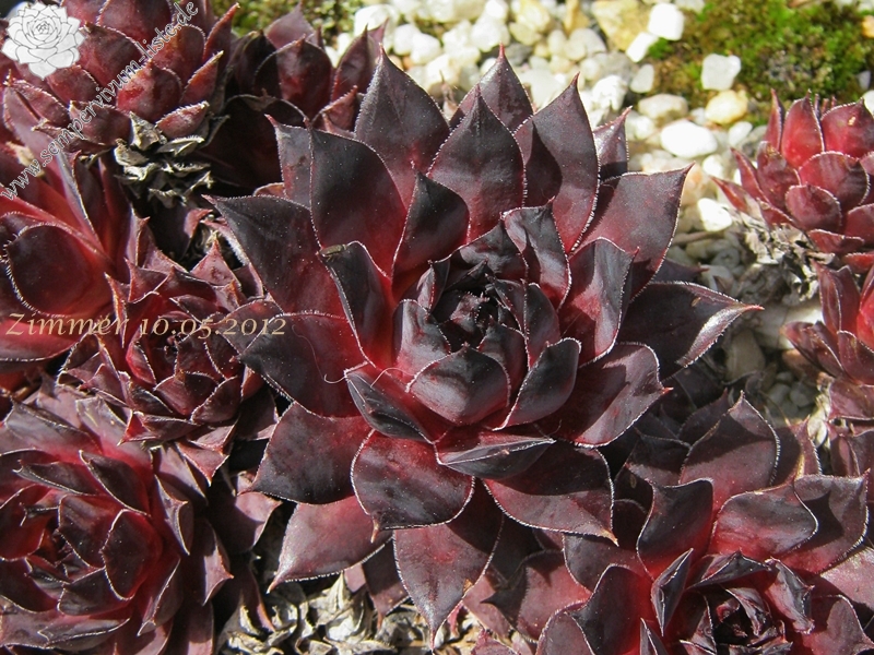 Pacific Purple Shadows