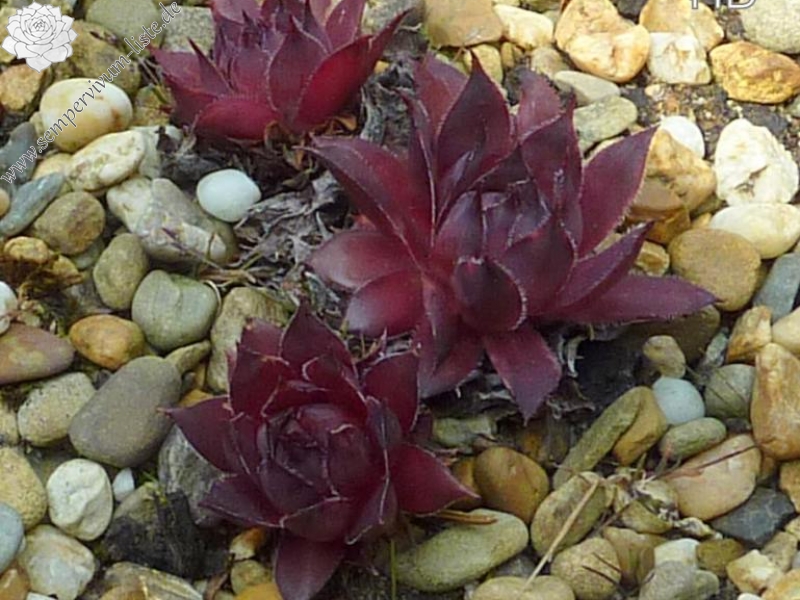 Pacific Purple Shadows