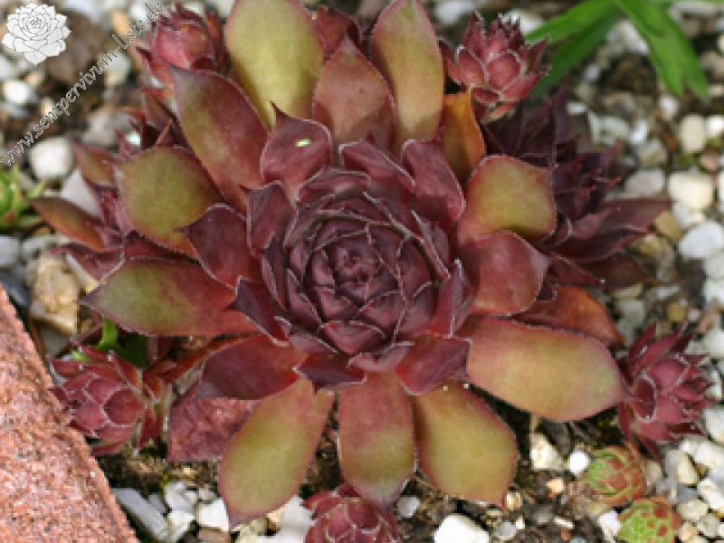 Pacific Purple Shadows