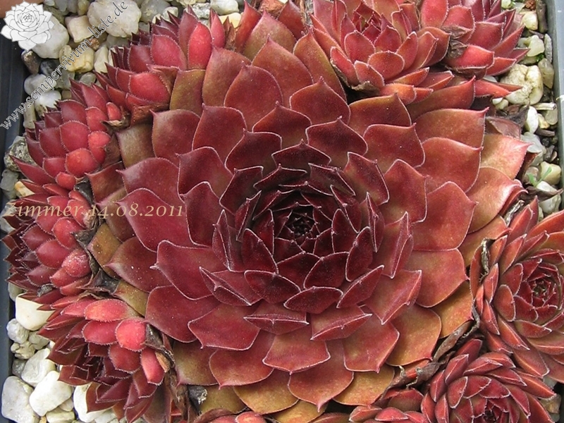 Pacific Red Rose