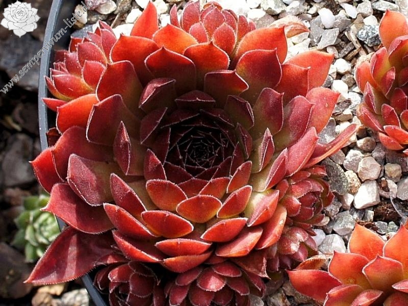 Pacific Red Rose