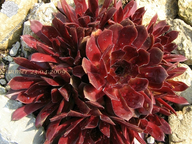 Pacific Red Rose