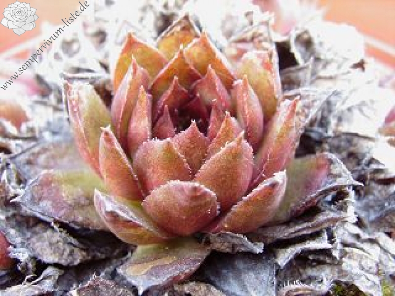 Pacific Phoenix Fire