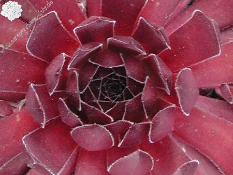 Pacific Red Rose