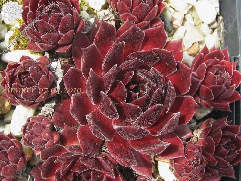 Pacific Red Rose