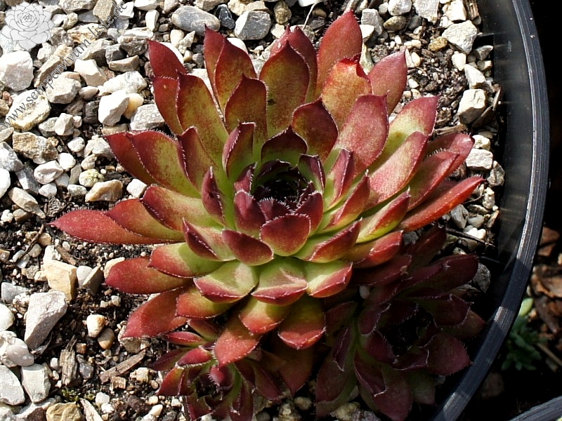 Pacific Phoenix Fire