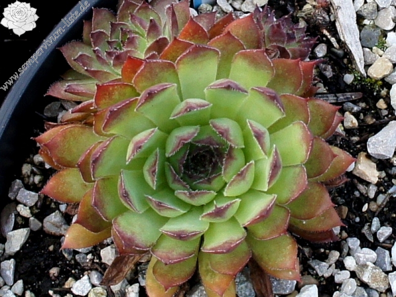 Pacific Phoenix Fire