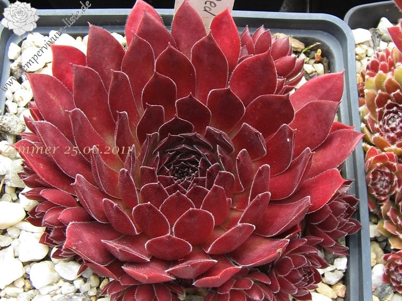 Pacific Red Rose