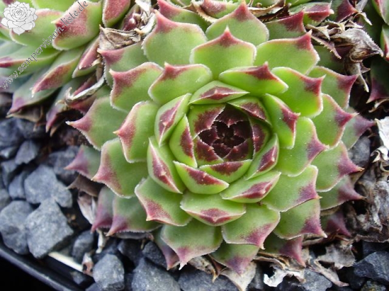 Spinulifolium
