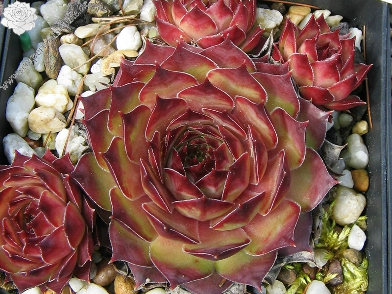 Tacora
