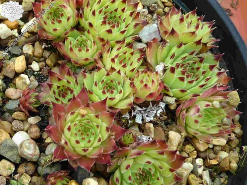 Spinulifolium
