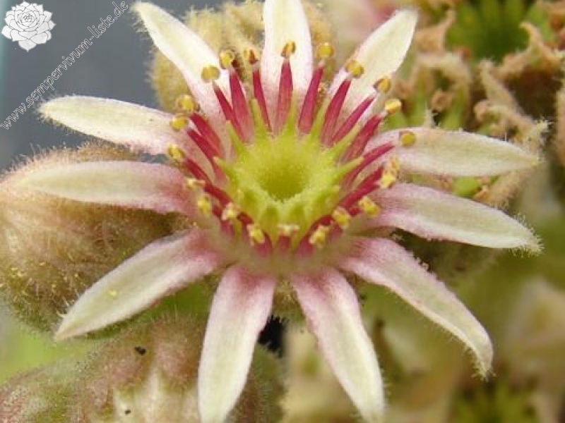Spinulifolium