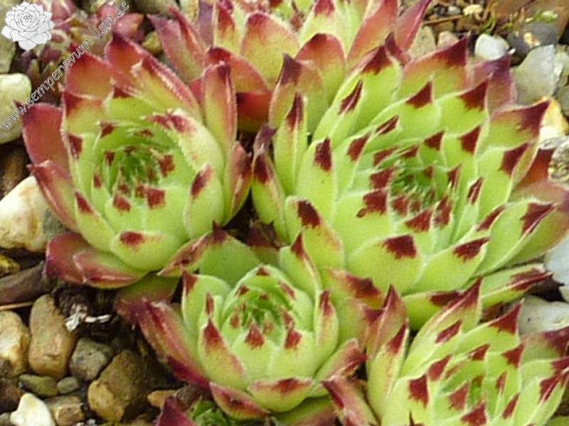 Spinulifolium