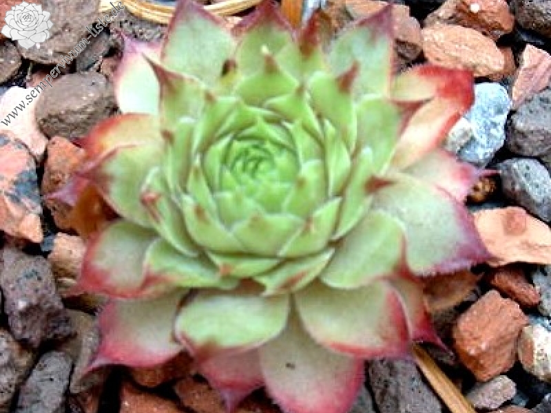 Tacora