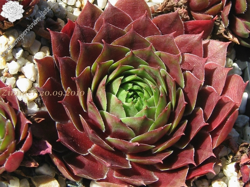 Pacific Green Sleeves
