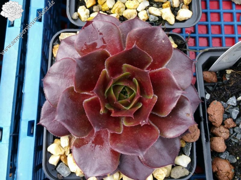 Pacific Green Sleeves