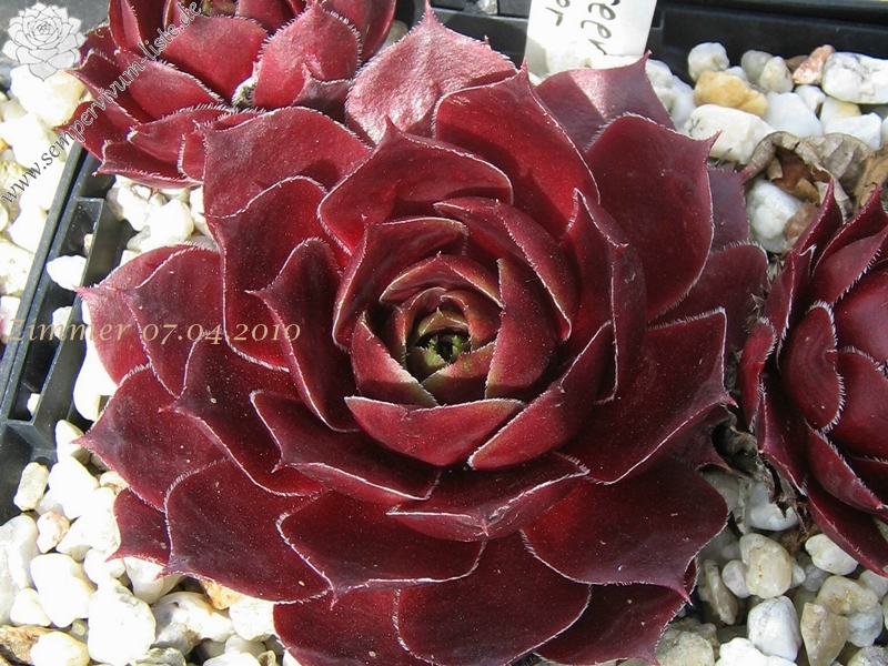 Pacific Green Sleeves