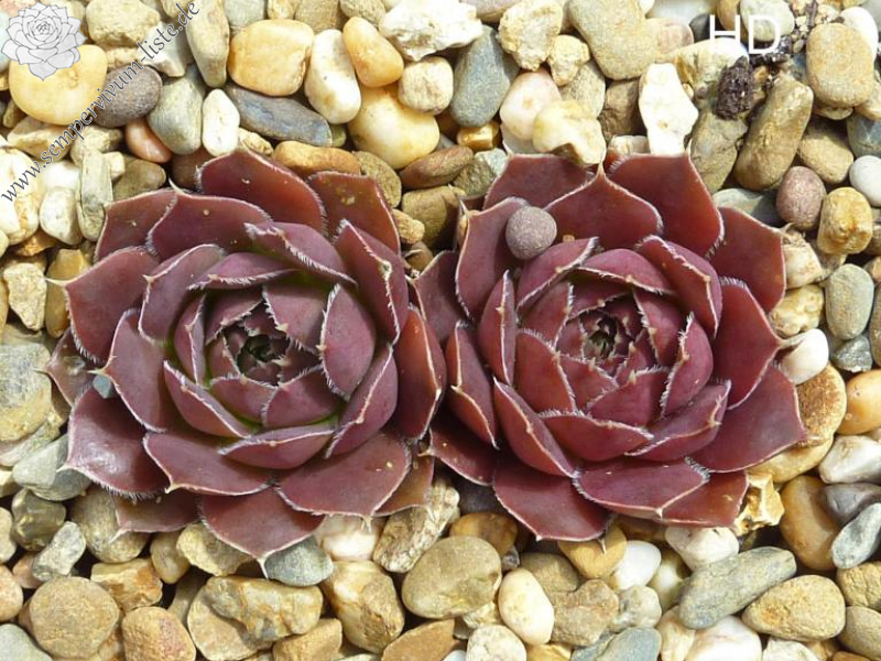 Mount Quechua / Jovi