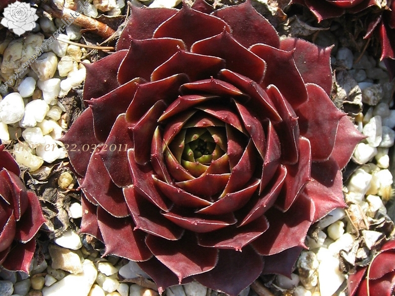 Pacific Green Sleeves