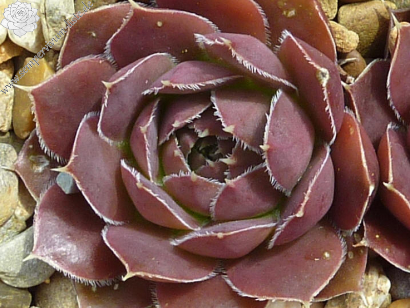 Mount Quechua / Jovi