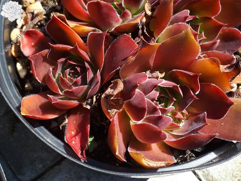 Guenevere / Jovi